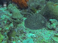 Red Anemone